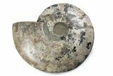 Cut & Polished Ammonite Fossil (Half) - Madagascar #362395-1